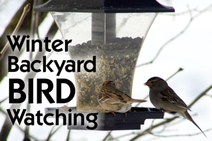 bird watching
