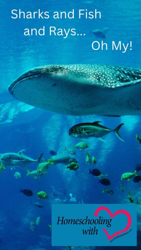 Sharks, Fish, and Rays, Oh My!
