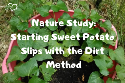 sweet potato slips