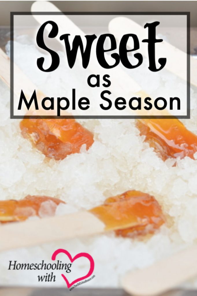 Sweet as Maple Season