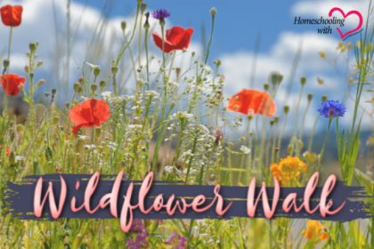 wildflower walk
