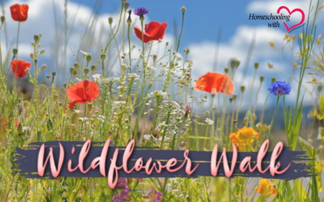 wildflower walk