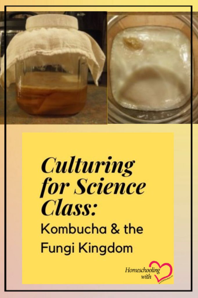 Kombucha