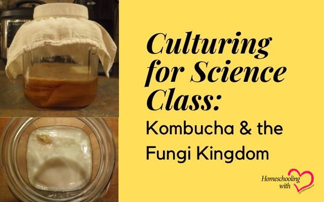 Kombucha