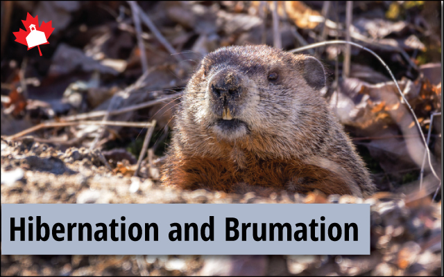 hibernation animals