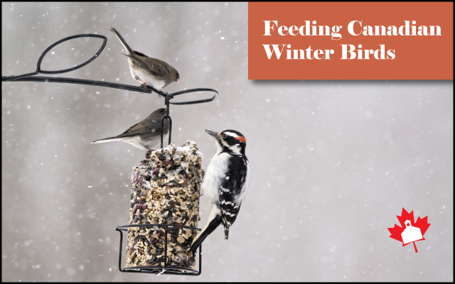 3 Canadian winter birds at a bird feeder