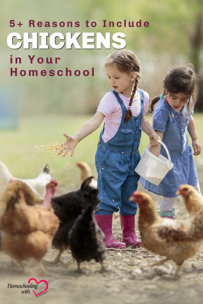 chickens in homeschool