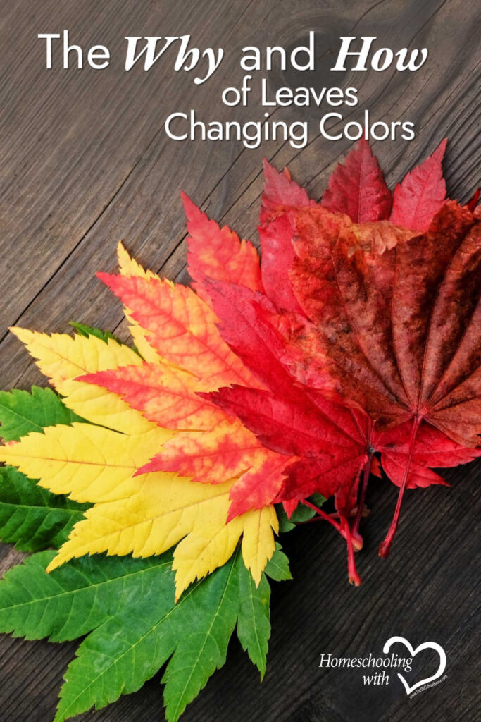 The Why and How of Leaves Changing Colors