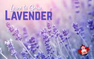 Learn to grow lavender