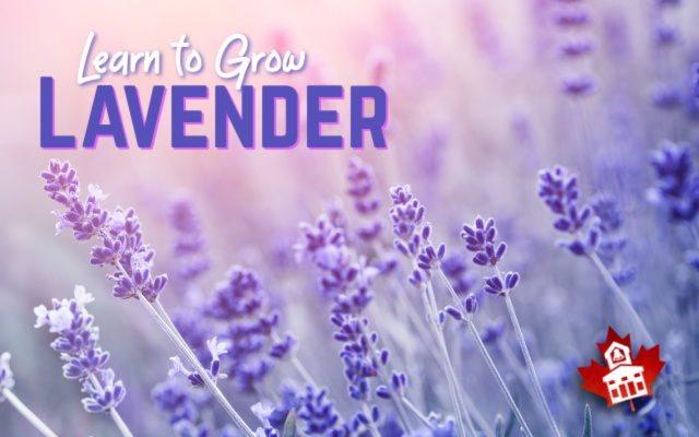 Learn to grow lavender